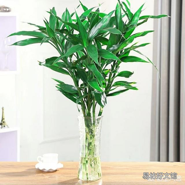 富贵竹怎样才能常绿不发黄?