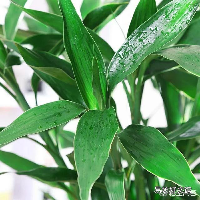 富贵竹怎样才能常绿不发黄?
