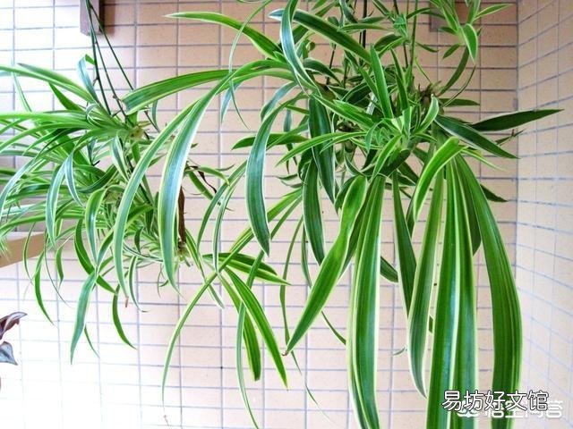 为什么一些室内养的吊兰叶子总是易折断？怎样做才能使叶片肥厚又油绿？