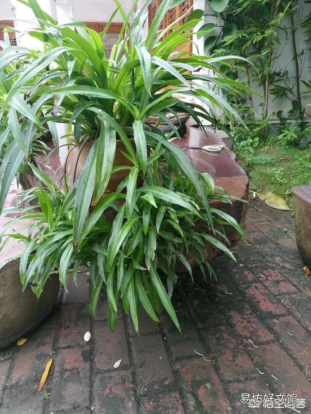 为什么一些室内养的吊兰叶子总是易折断？怎样做才能使叶片肥厚又油绿？