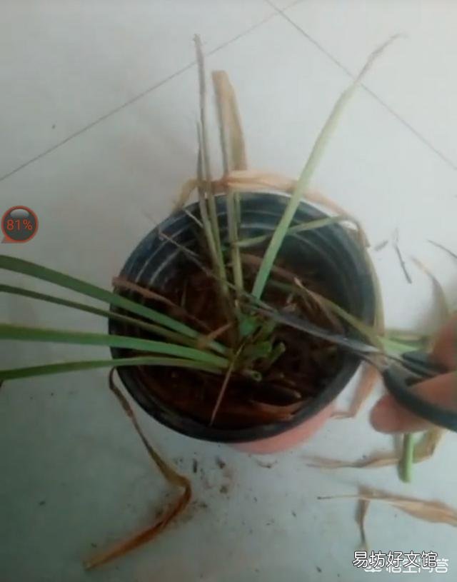 为什么一些室内养的吊兰叶子总是易折断？怎样做才能使叶片肥厚又油绿？