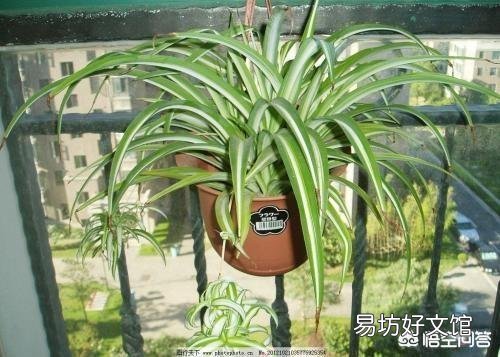 为什么一些室内养的吊兰叶子总是易折断？怎样做才能使叶片肥厚又油绿？