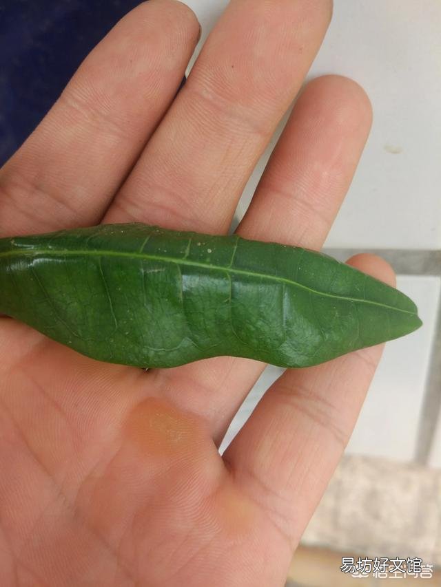 发财树叶子发黄脱落了,是什么原因?