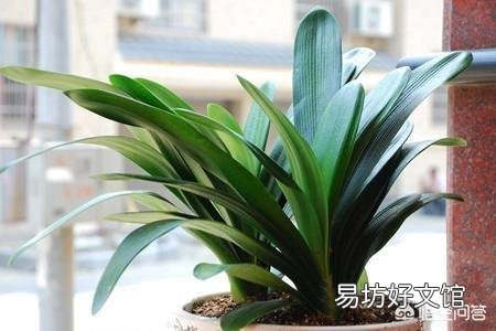 君子兰怎样分株?