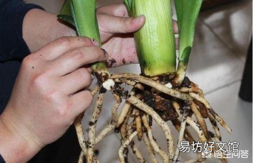 君子兰怎样分株?