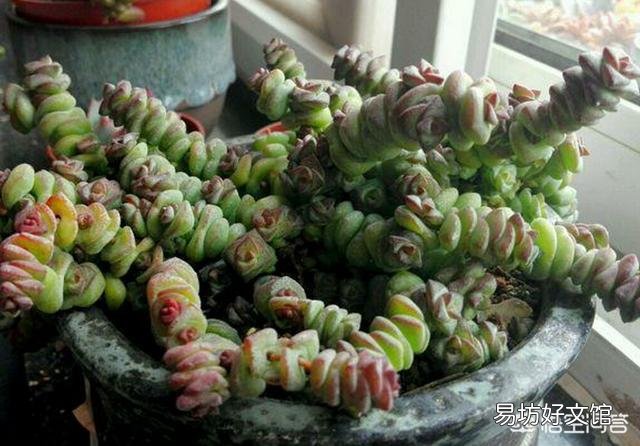 钱串叶子部分地方干枯怎么办?是什么原因?