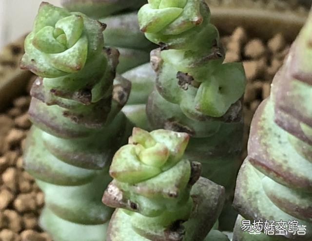 钱串叶子部分地方干枯怎么办?是什么原因?