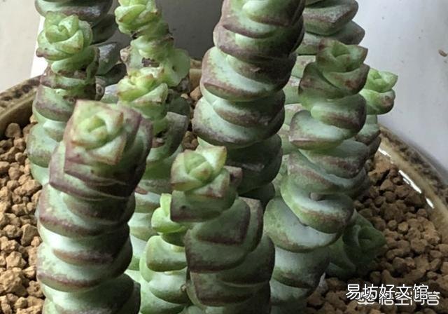 钱串叶子部分地方干枯怎么办?是什么原因?
