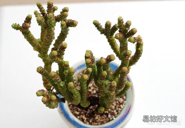 钱串叶子部分地方干枯怎么办?是什么原因?