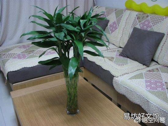 富贵竹部分腐烂，用高锰酸钾泡根五分钟后，该怎么救护？