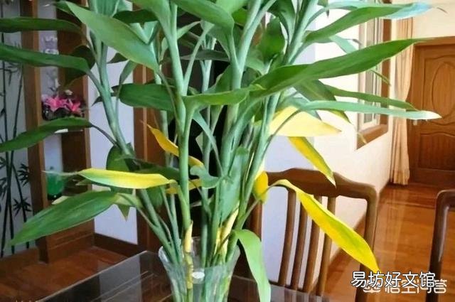 富贵竹部分腐烂，用高锰酸钾泡根五分钟后，该怎么救护？