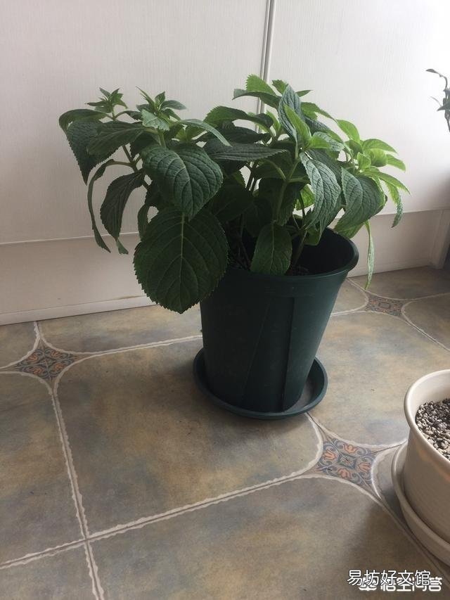 绣球花下面叶子有点卷,是怎么回事?
