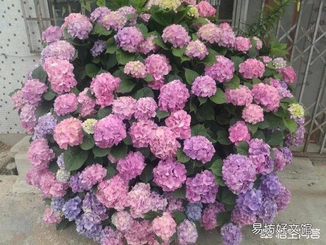 绣球花下面叶子有点卷,是怎么回事?