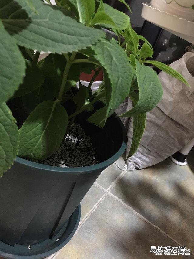 绣球花下面叶子有点卷,是怎么回事?