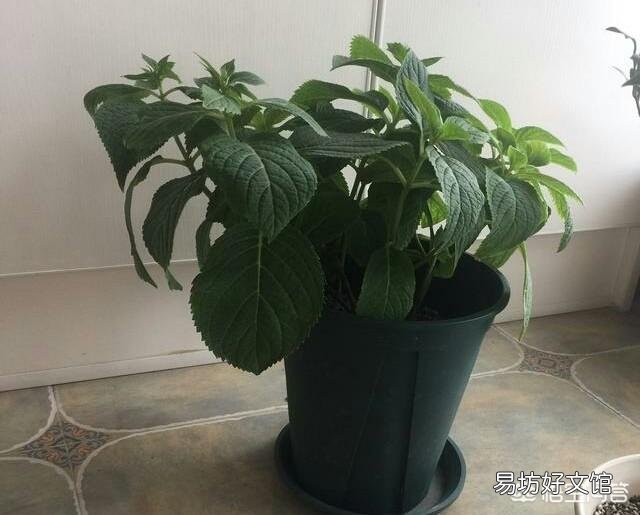 绣球花下面叶子有点卷,是怎么回事?