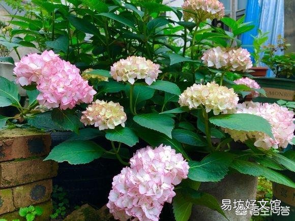 绣球花下面叶子有点卷,是怎么回事?