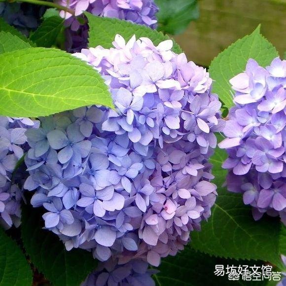绣球花下面叶子有点卷,是怎么回事?