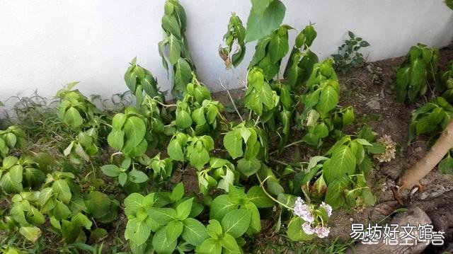 绣球花下面叶子有点卷,是怎么回事?