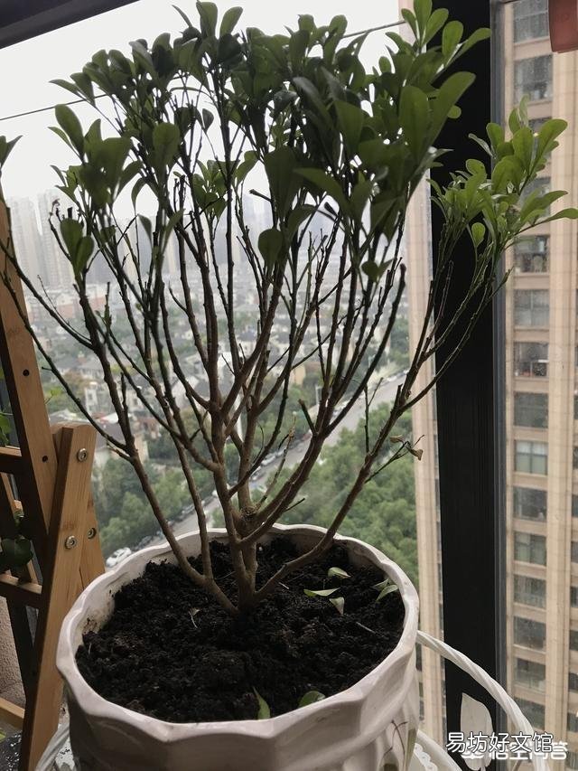 米兰不长叶子了,该怎么办?