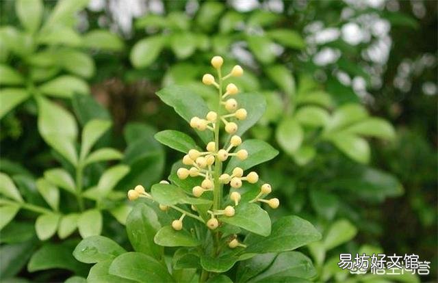 米兰不长叶子了,该怎么办?