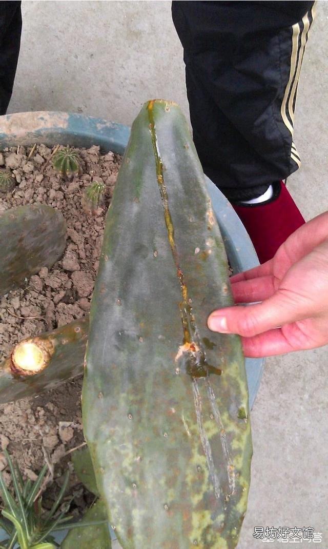 仙人掌根部完好不烂,上部突然水化变软,应该怎么办?