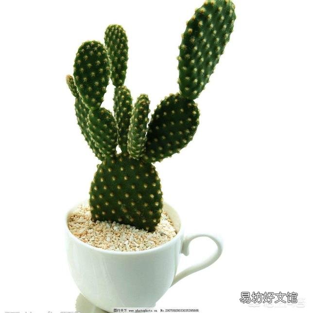仙人掌根部完好不烂,上部突然水化变软,应该怎么办?