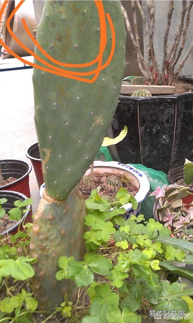 仙人掌根部完好不烂,上部突然水化变软,应该怎么办?