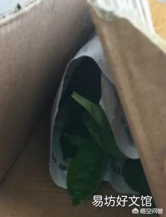 栀子花的黄叶见多,应该如何解决这一问题?