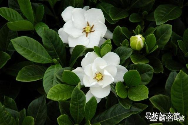 栀子花的黄叶见多,应该如何解决这一问题?