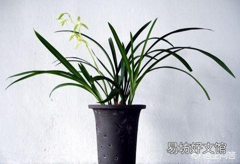 兰花嫰叶枯黄,从叶尖往根部开始先黄后枯萎,是病害吗,该怎么办?