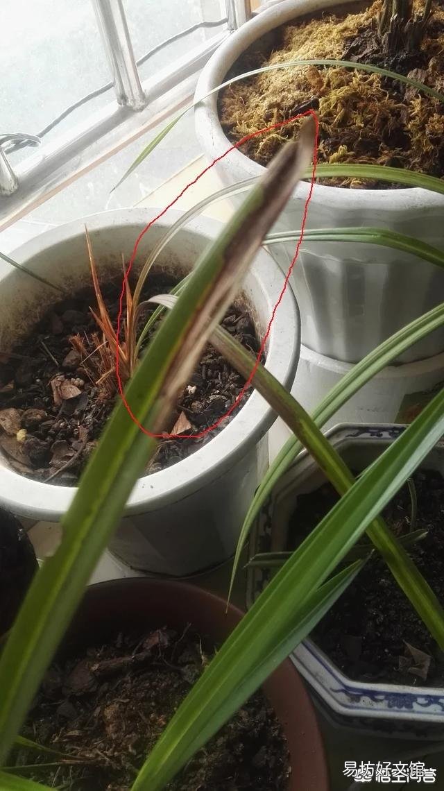 兰花嫰叶枯黄,从叶尖往根部开始先黄后枯萎,是病害吗,该怎么办?
