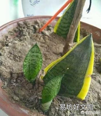 叶插的虎皮兰叶片呈金黄色，这是为什么？