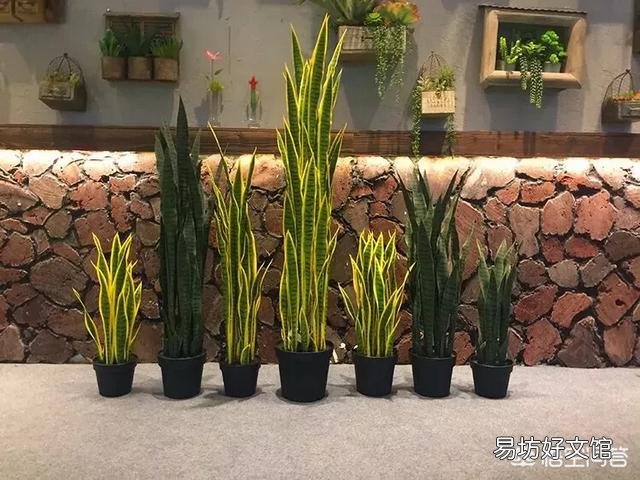 叶插的虎皮兰叶片呈金黄色，这是为什么？