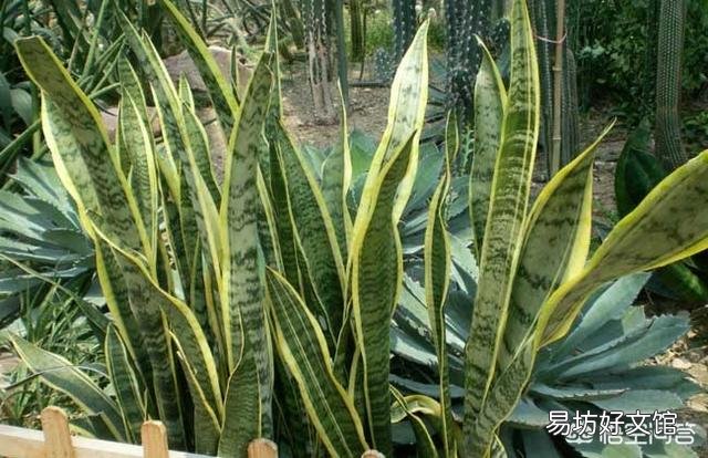 叶插的虎皮兰叶片呈金黄色，这是为什么？