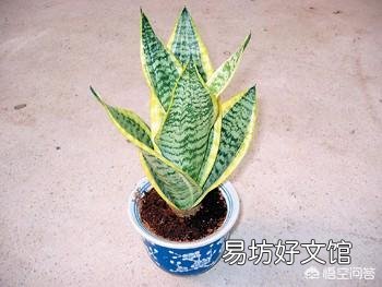 叶插的虎皮兰叶片呈金黄色，这是为什么？