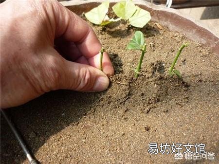 插扦茉莉花插不活，该怎么办？