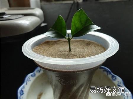 插扦茉莉花插不活，该怎么办？