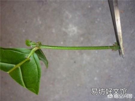 插扦茉莉花插不活，该怎么办？