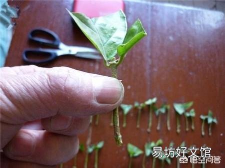 插扦茉莉花插不活，该怎么办？