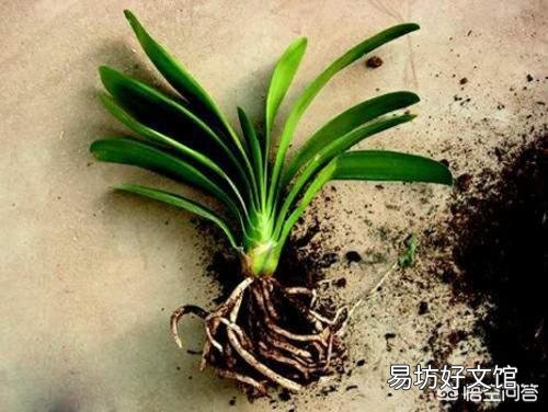 种植君子兰可以不换土吗？