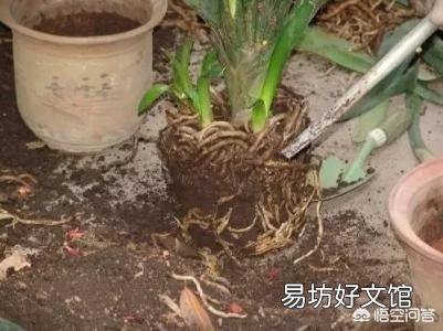 种植君子兰可以不换土吗？