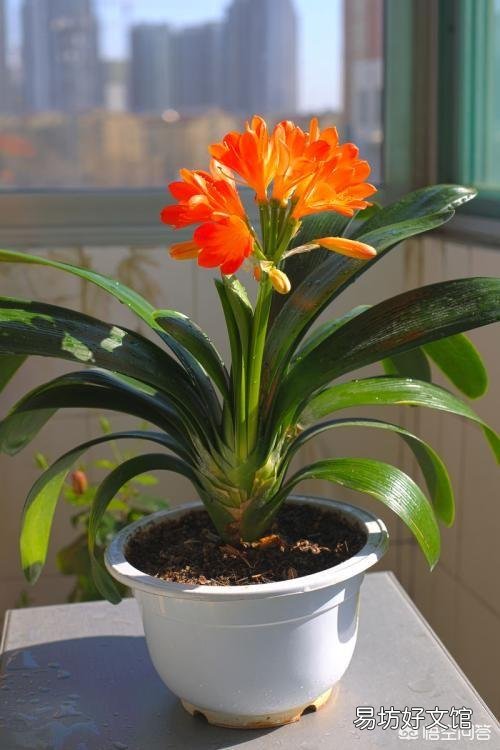 种植君子兰可以不换土吗？