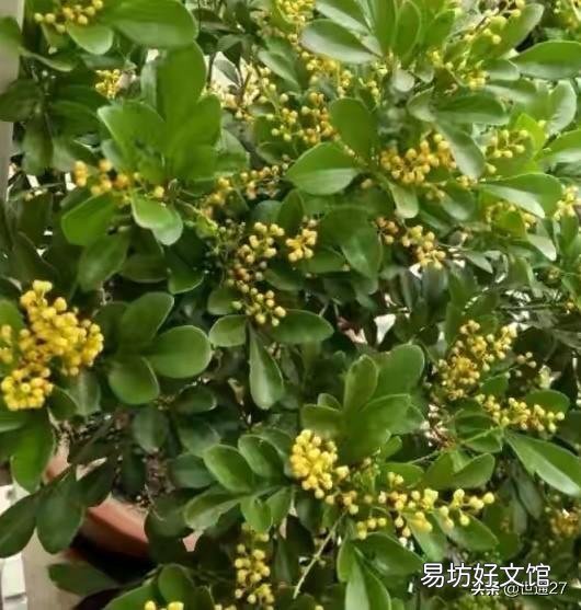 米兰花怎么养才能更茂盛？