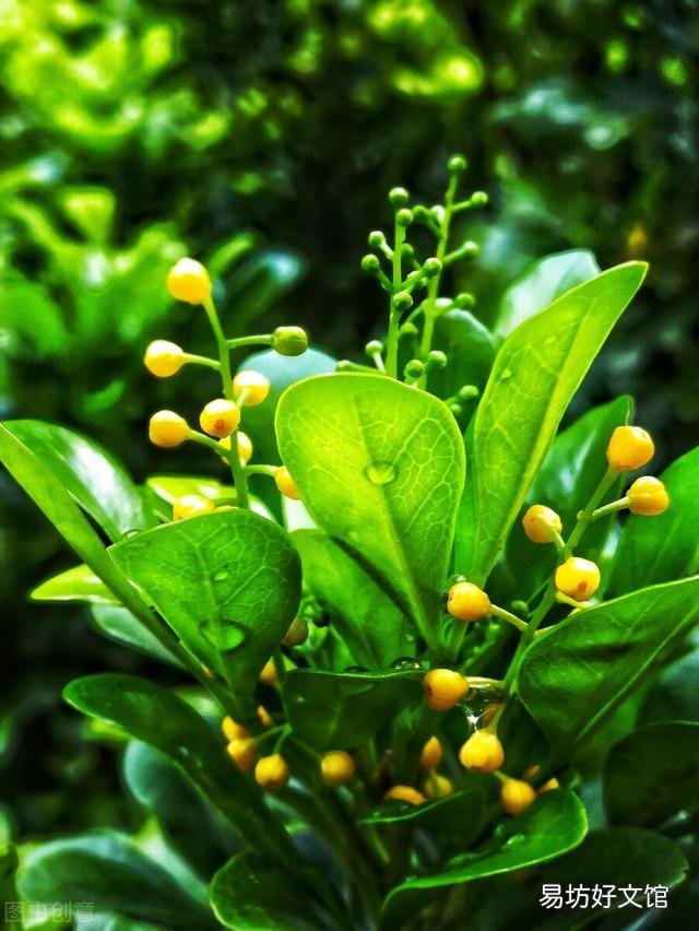 米兰花怎么养才能更茂盛？