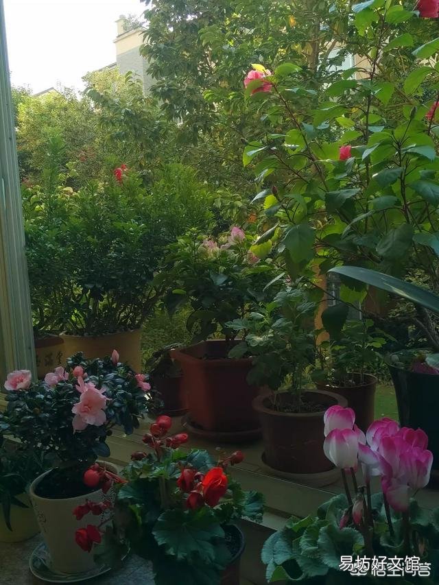 米兰花怎么养才能更茂盛？
