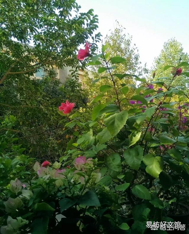 米兰花怎么养才能更茂盛？