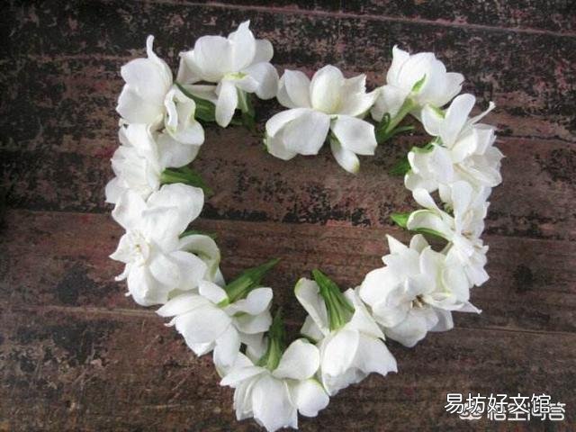 栀子花叶发黄是缺铁还是缺肥?