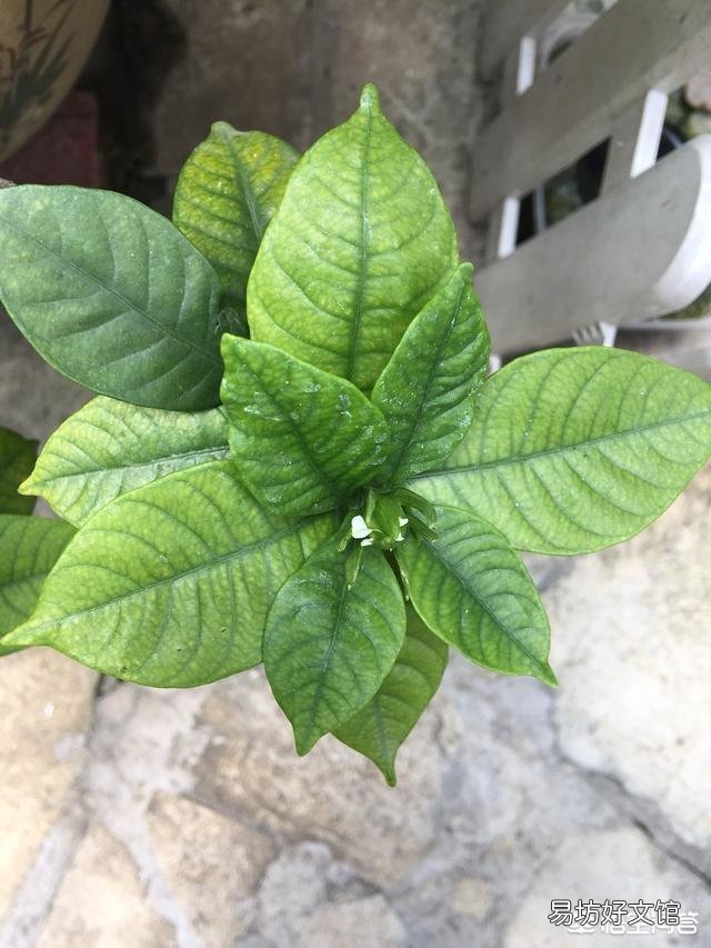 栀子花叶发黄是缺铁还是缺肥?