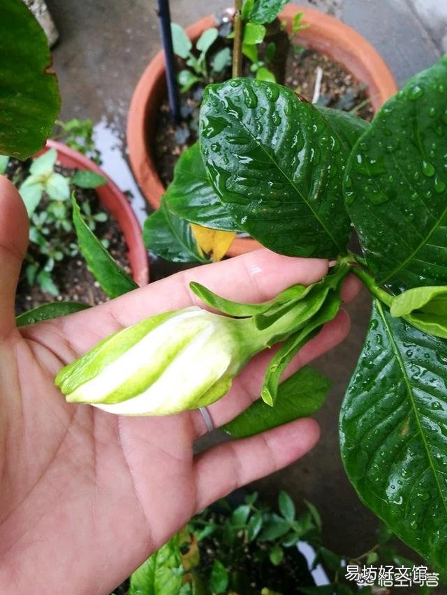 栀子花叶发黄是缺铁还是缺肥?