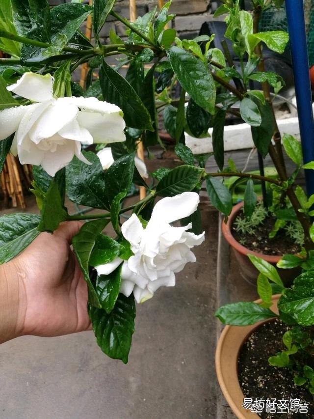 栀子花叶发黄是缺铁还是缺肥?